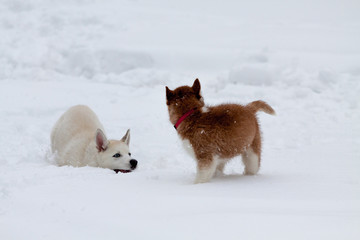 Little huskies playing in the deep snow
