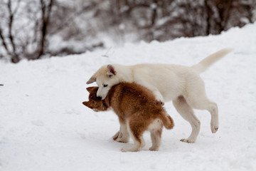 Little husky bites another one