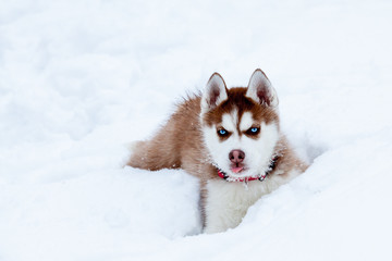 Little husky digging in the snow © Lamarinx