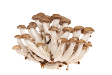 Hon Shimeji mushrooms