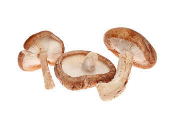 Shiitake mushrooms