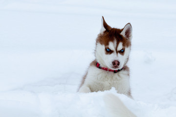 Little husky with blue eyes in the snow © Lamarinx
