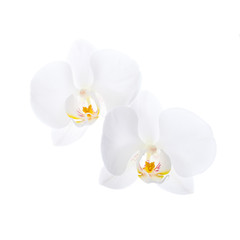 Fototapeta na wymiar Dwa białe kwiaty orchidei na białym tle