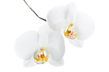 Phalaenopsis. Two white orchid flowers on isolated on white