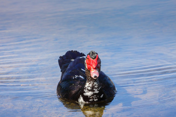 Muscovy duck