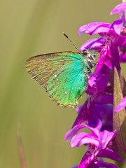 Butterfly Warming its Wings in the Sun