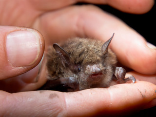 Bat in hand of researcher