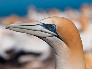 Close up Gannet head