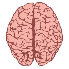 Fototapeta premium vector human brain model