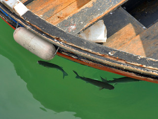 Sea fish under boat