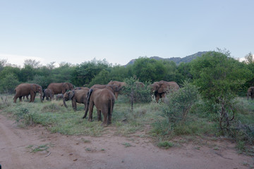Obraz premium Troupeau d'Eléphants d'Afrique