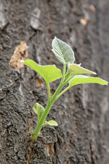 fresh bud on old tree, in a garden, north china