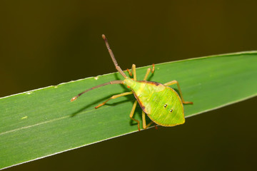 stink bug
