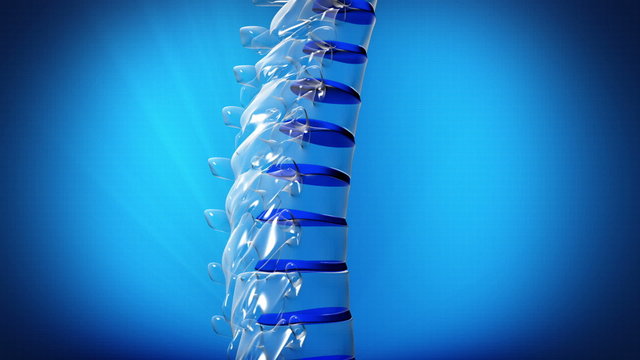 Spine - Vertebrae study