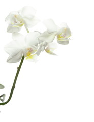 White orchid on white