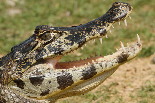 Caiman Sunbathing-Pantanal, Brazil