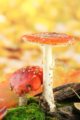 red amanitas with moss, on autumn yellow background