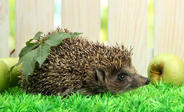 Hedgehog With Leaf And Apples, On Grass,  On Fence Background