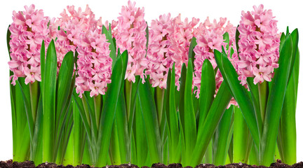 Obraz premium Border of spring pink hyacinth flowers