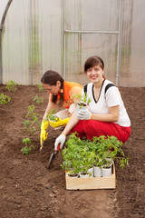 Two women planting tomato