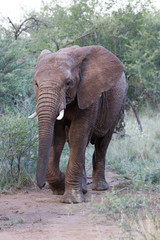 Fototapeta na wymiar Eléphant d'Afrique