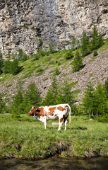 Fototapeta na wymiar Cows and Italian Alps