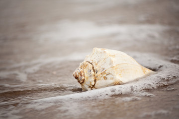 Conch shell in the ocean waves on the beach