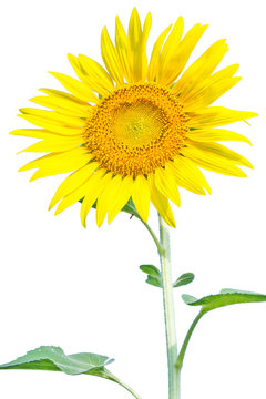 A sunflower in White background