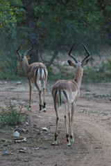 Springbok d'Afrique du Sud