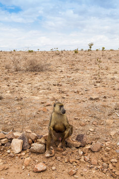 Baboon in Kenya