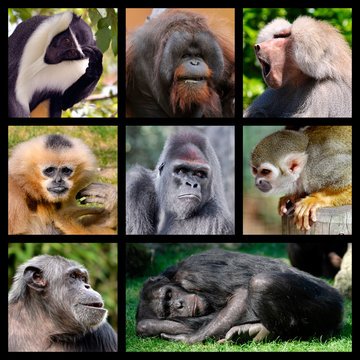 Eight mosaic photos of monkeys