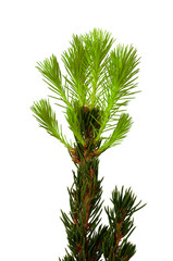 Decorative fir-tree