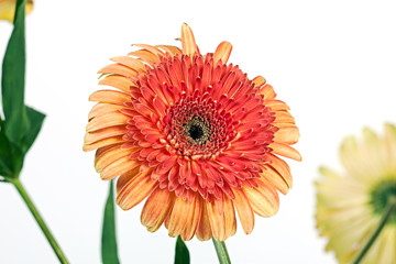 Flower on a white Gerbera