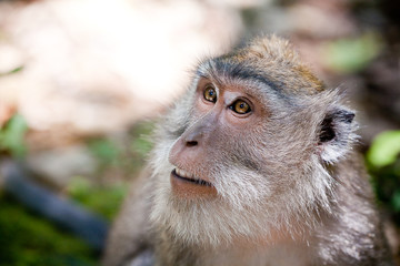 Obraz premium monkey in Ubud monkey forest, Bali, Indonesia 
