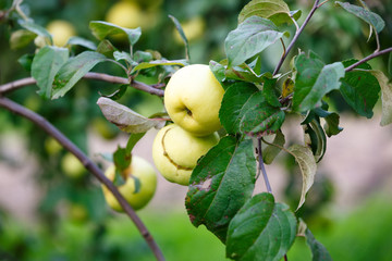 Apples on a branch