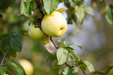 Apples on a branch