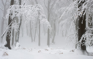 Winter scenery - black tree branches and white snow