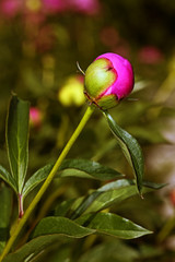 Red peony flower