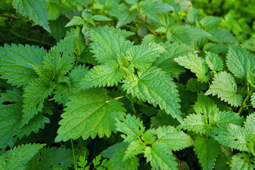 Stinging nettle