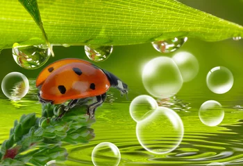 Tuinposter Lieveheersbeestje en zeepbellen met waterdruppels © Gerhard Seybert