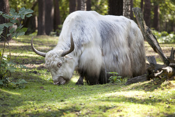 Bos grunniens - home yak
