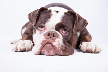 Typisch Bulldogge
