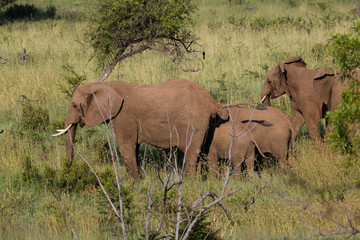 Troupeau d'éléphants dans la brousse d'Afrique du Sud