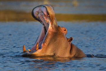 Hippopotamus yawning