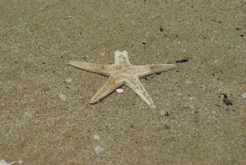 ROZGWIAZDA © goral75