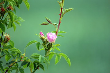 DZIKA RÓŻA © goral75