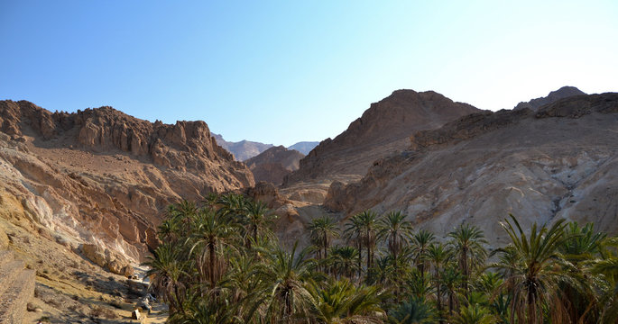 Canyons and palm trees - an Oasis of Nefta, Chebika, Tunisia