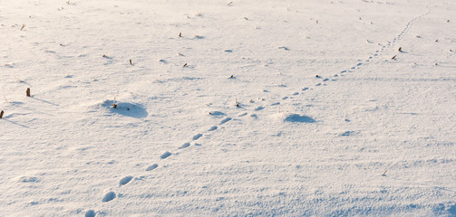 Animal tracks in fresh fallen snow