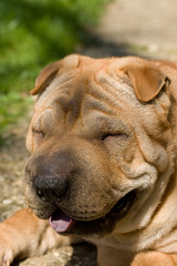 sharpei dog