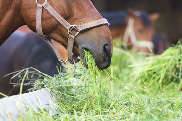 Naklejka premium koń jedzący siano